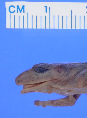 Media type: image; Herpetology A-110621